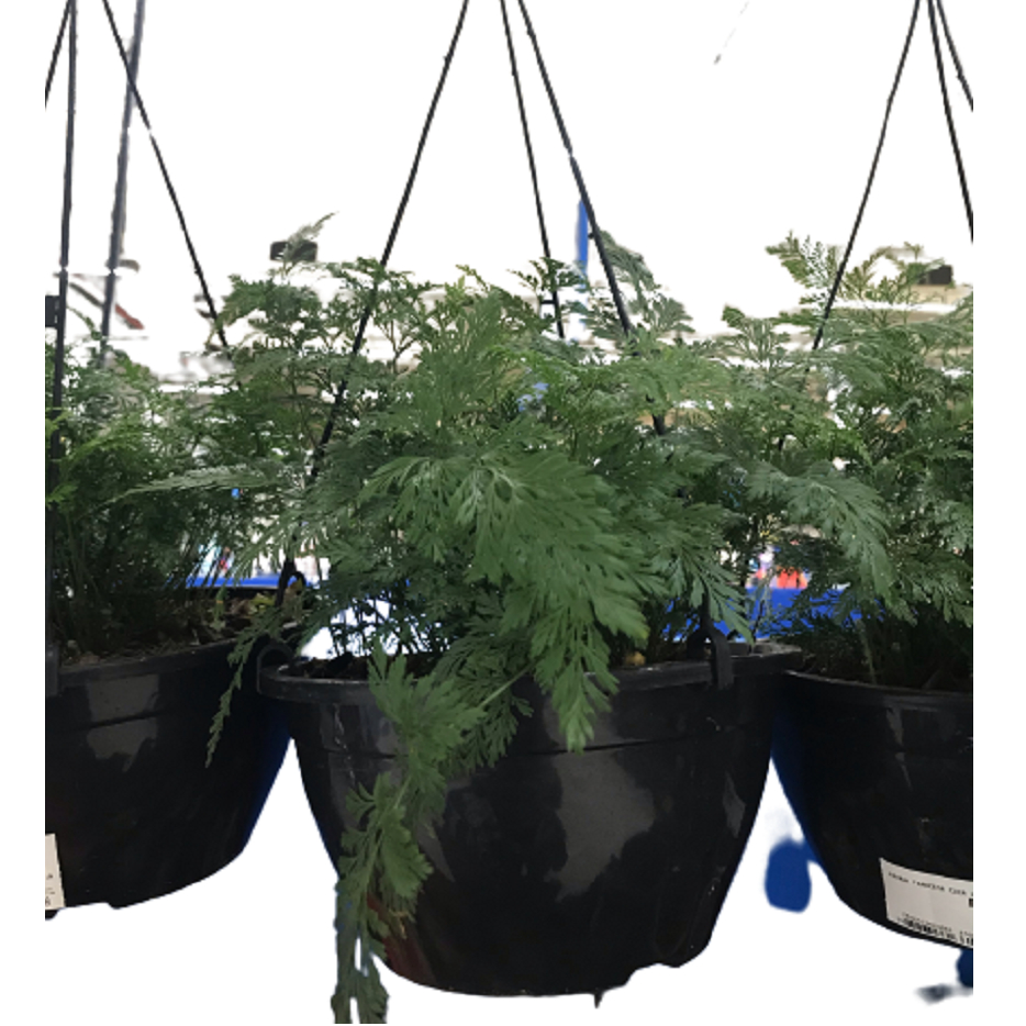 10 Vasos Cuia 21 de 2 Litros Preta Resistente Com Hastes Promoção em Oferta na Shopee