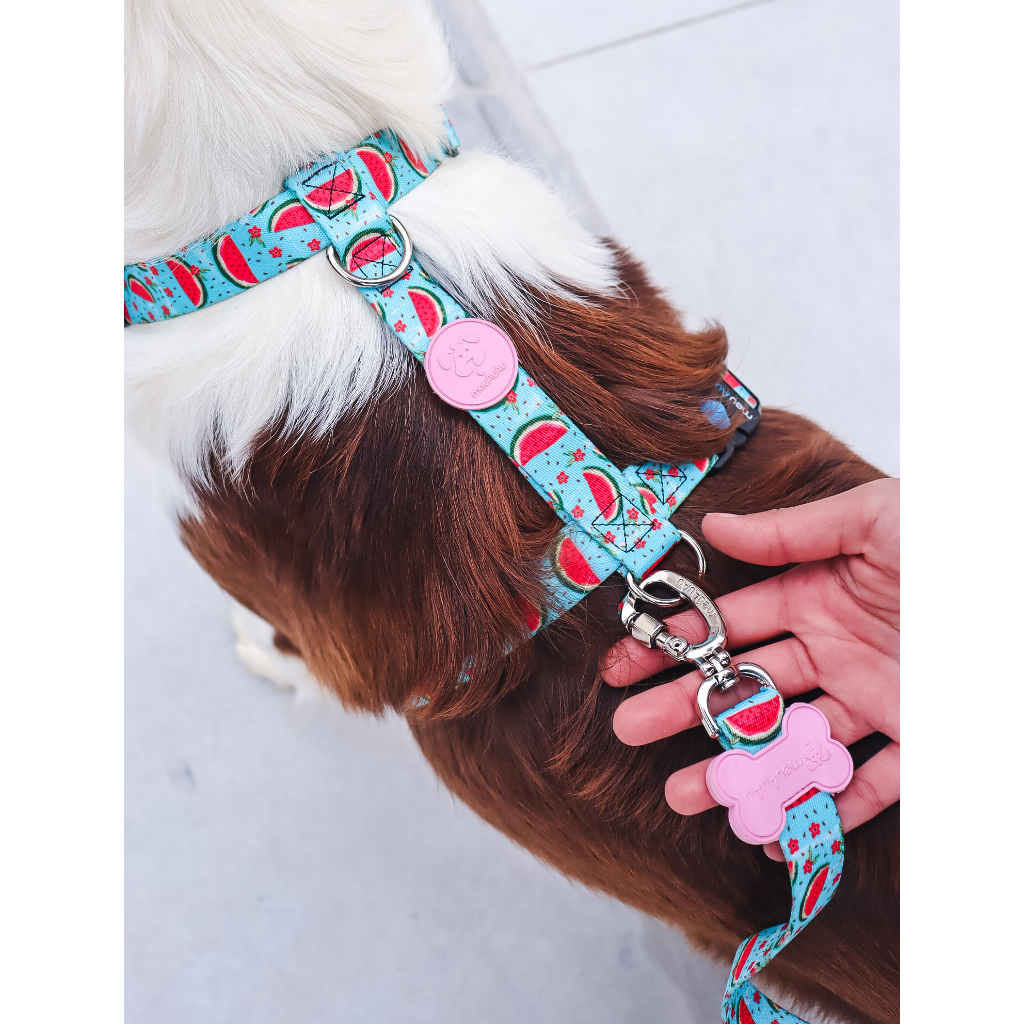 Melhores Cavaliers Cachorro | Onde Encontrar | BuscaProdutos
