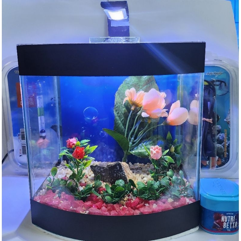 Beteira Curva Decorada + Luminária de Led 6 Leds +Termômetro +Aquecedor Comum 5w 110v+Ração Betta em Oferta na Shopee