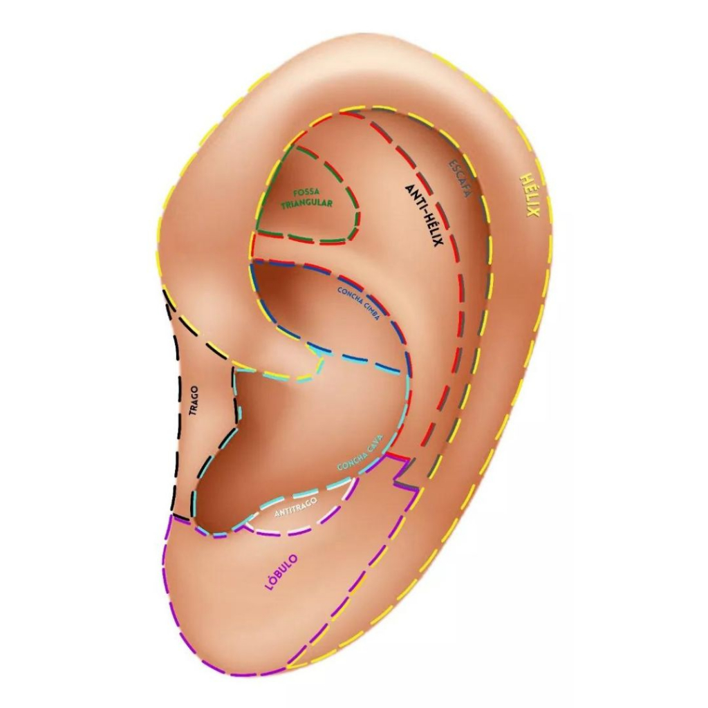 Mapa Grande A3 Regiões Auriculoterapia Chinesa Acupontos Auriculares Por Região Plastificado