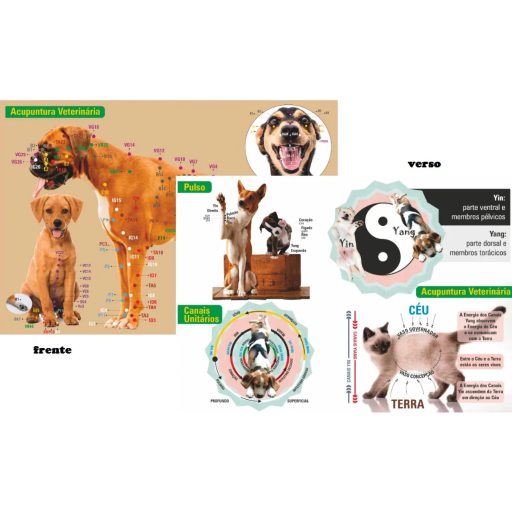 Mapa De Acupuntura Veterinária A4 Cão E Gato Todos Os Pontos