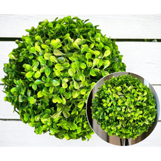 Kit 2 Topiarias Artificiais 18cm Verde Claro Grama Buchinho em Oferta na Shopee