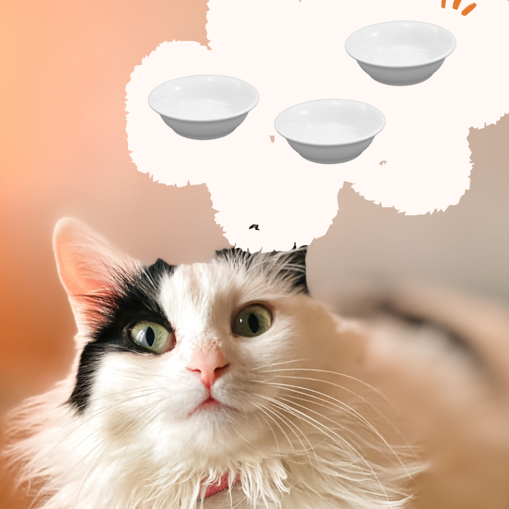 3 Comedouro de Porcelana 2ª Linha 350ml Pet Gato Cachorro em Oferta na Shopee