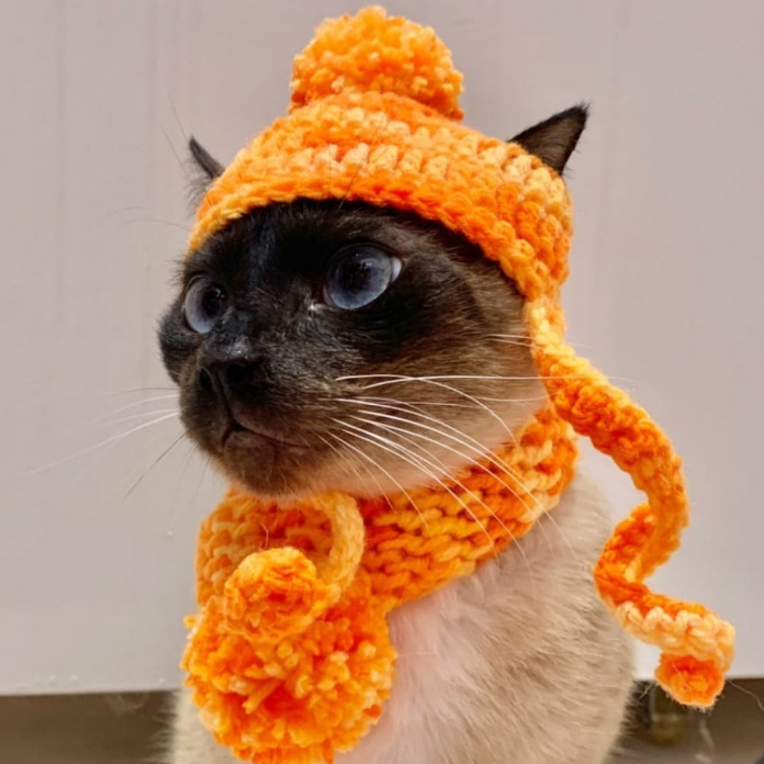 Conjunto PET - gorro + cachecol - para gatos, filhotes, cães mini - diversas cores, envio imediato