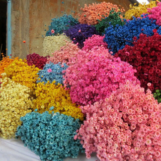 1000 mosquintinhos FLOR SEMPRE VIVA - A 25 DE MARÇO