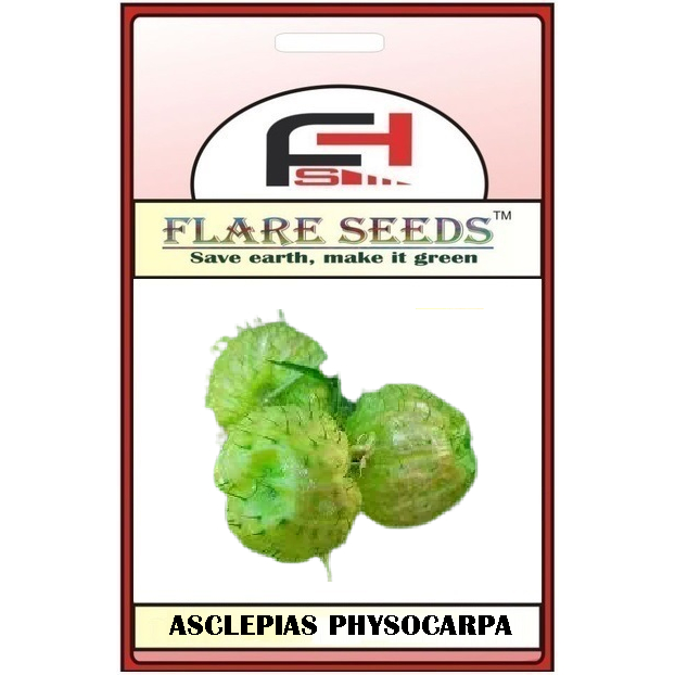 Asclepias Physocarpa: Onde Comprar | BuscaProdutos