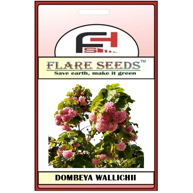 Astrapeia Dombeya: Onde Comprar | BuscaProdutos