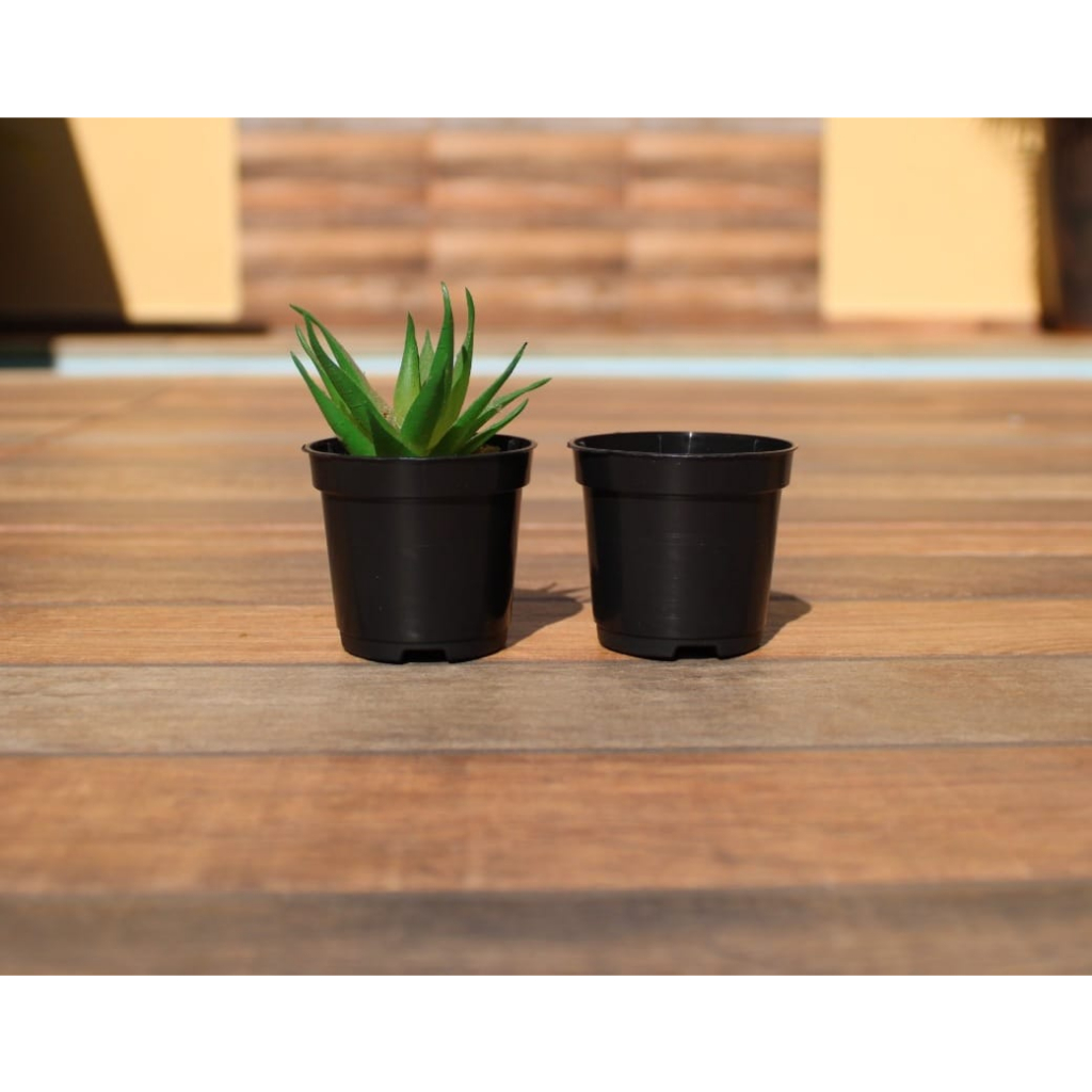 Vasinho Preto para Mini Plantas suculentas e cactos em Oferta na Shopee