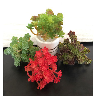 Suculenta Sedum Palmeri artificial decorativa - 14cm -