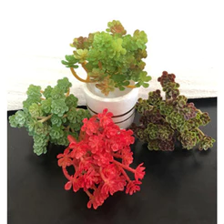 Suculenta Sedum Palmeri artificial decorativa - 14cm -