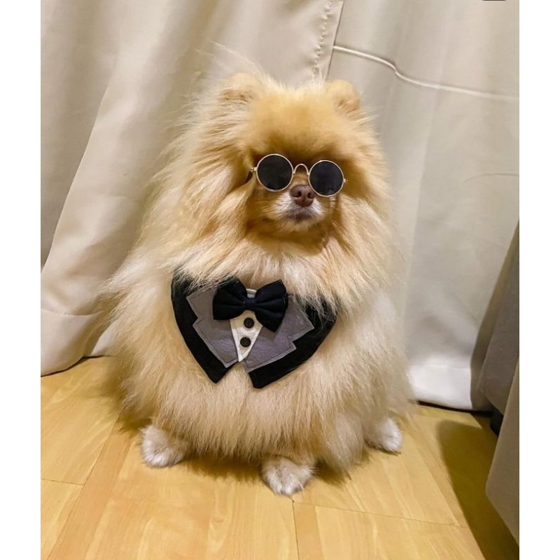 Colarinho Smoking pet / smoking de casamento Pet