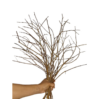 Kit 12 Gravetos (galhos finos) Natural Diâmetro  4 a 10mm ideal para Osterbaum Artesanato Decoração em Oferta na Shopee