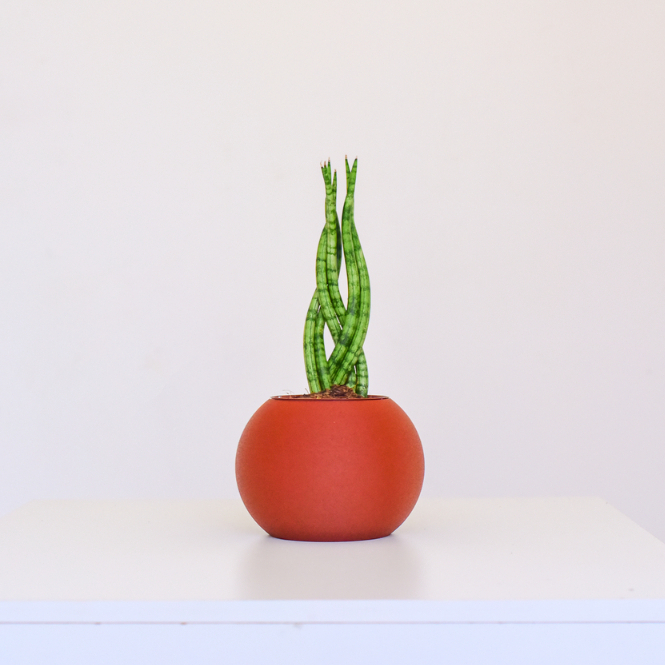 Vaso Autoirrigável Clay Jardim Horta PLA Elegante Minha Horta Cores Prático Casa Decoração Plantas
