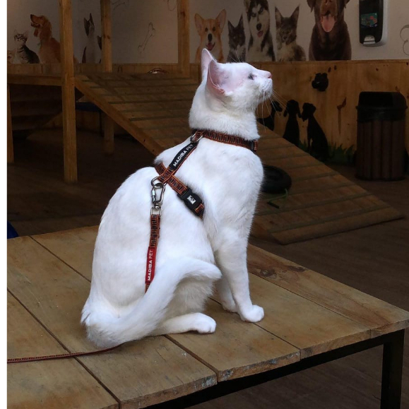 Kit Peitoral H e Guia de Passeio para Gatos - Diversos Modelos - Não solta do corpo