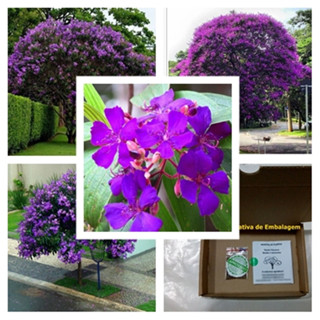 Quaresmeira Roxa Tibouchina - 100 Sementes P/ Mudas Nativas