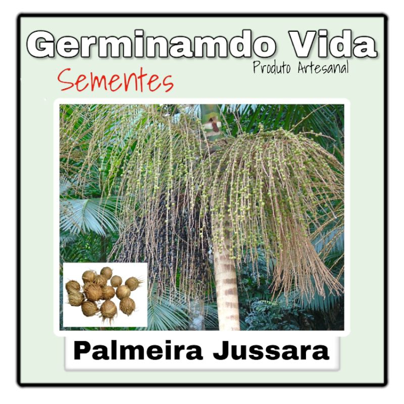 kit Sementes Palmeira Jussara - Palmiteiro - Assaí Da Mata Atlântica Euterpe Edulis