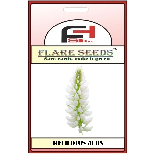 10 sementes da linda flor Melilotus Alba floração espetacular