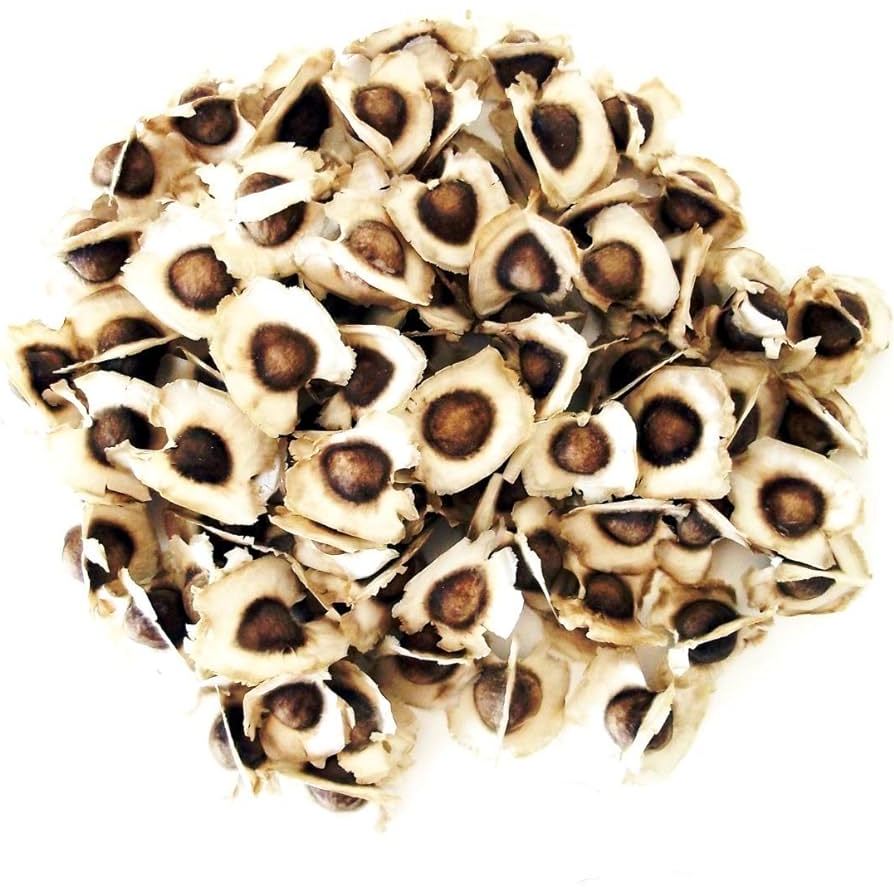 semente moringa oleifera (200gr de semente)