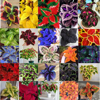 80 sementes colleus sortidos varias cores pra vasos e jardins y5