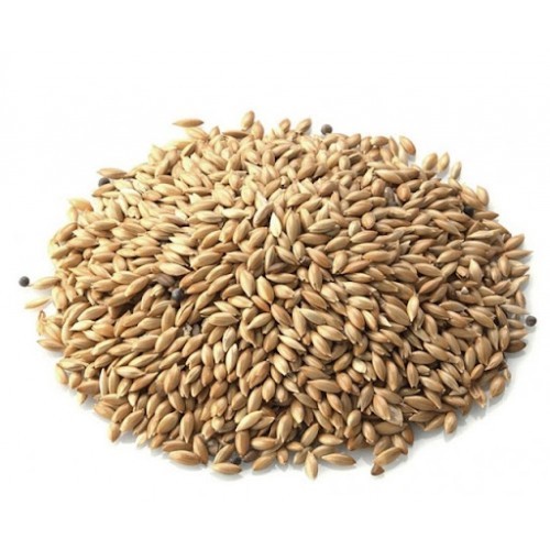 Semente de Alpiste 1kg  (A GRANEL)