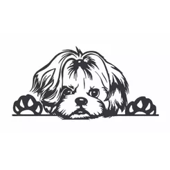 Adesivo Shitzu Shih Tzu Cachorro Espiando Moto Carro
