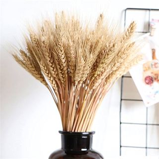 30 Trigos Secos Fechos Fardos Desidratados Arranjos Flores Decoração 60cm Hastes Longas Envio Rápido Tendência Lembrancinhas em Oferta na Shopee