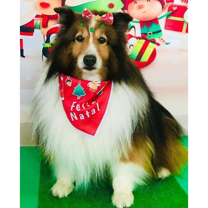 50 Bandanas G 50 G Com Viés Estampas Variadas Natal Pet Shop