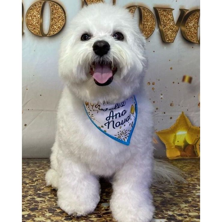100 Bandanas Tamanhos P M G,15 P, 70 M, 15 G, Com Viés Estampas Variadas Ano Novo Pet Shop