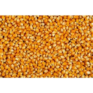 Milho para pipoca/ Popcorn - 5 KG