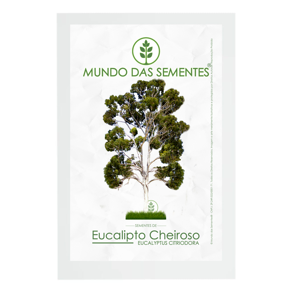 10 Sementes de Eucalipto Limão Cheiroso Eucalyptus Citriodora Premium | Mundo das Sementes®
