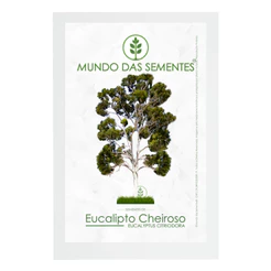 10 Sementes de Eucalipto Limão Cheiroso Eucalyptus Citriodora Premium | Mundo das Sementes®
