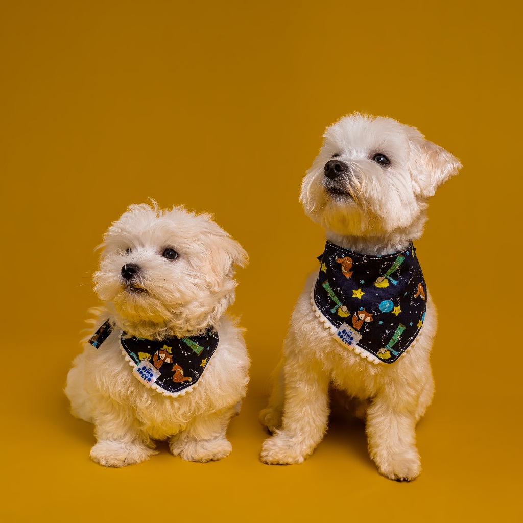 Bandana Pequeno Principe Lencinho Pet Cachorro Roupa para Cães, Cachorro, Gato Pequenos/Médios/Grandes Pet Dog Clothing Acessórios Fantasia Banho e Tosa Pet Shop- Fêmea ou Macho