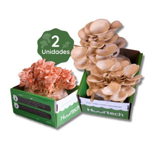 Cogubox Shimeji Branco e Salmão