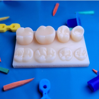 MODELO DE TREINO DENTE POSTERIOR INFERIOR | DENTES EM RESINA | ANATOMIA DENTAL | ODONTOLOGIA em Oferta na Shopee