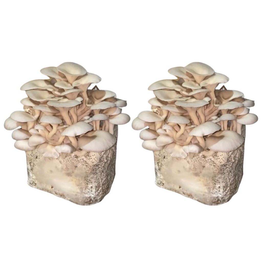 2 Blocos De Cultivo De Cogumelos Shimeji Direto Do Produtor