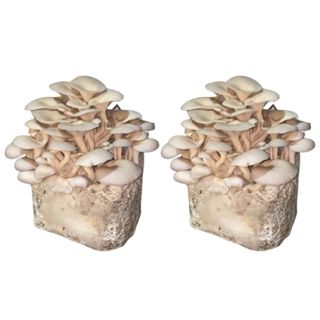 2 Blocos De Cultivo De Cogumelos Shimeji Direto Do Produtor
