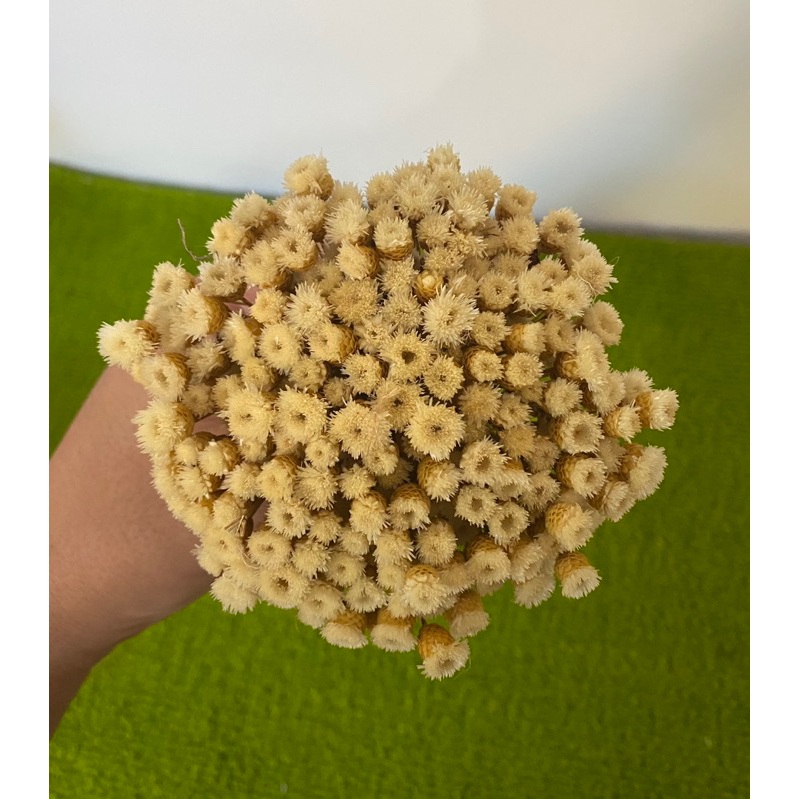 Sempre Viva botão Jazidas , espeta nariz ,buquê com 50gr, aproximadamente 220 flores. Flor desidratada . em Oferta na Shopee