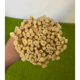 Sempre Viva botão Jazidas , espeta nariz ,buquê com 50gr, aproximadamente 220 flores. Flor desidratada . em Oferta na Shopee