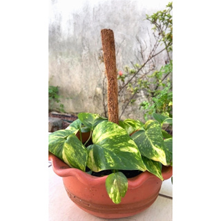 Estaca Xaxim Fibra De Coco Para Trepadeira Orquideas em Oferta na Shopee