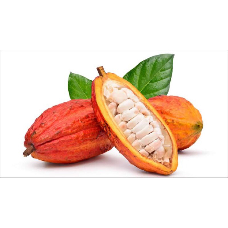 Cacau in natura para plantio - 1 Unidades