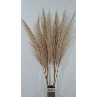 PROMOÇÃO Capim dos Pampas FINO kit c/30 desidratadas