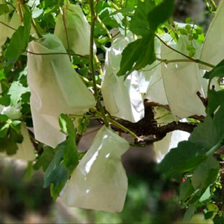 50 saco 13x20 proteção fruta no pé em Oferta na Shopee