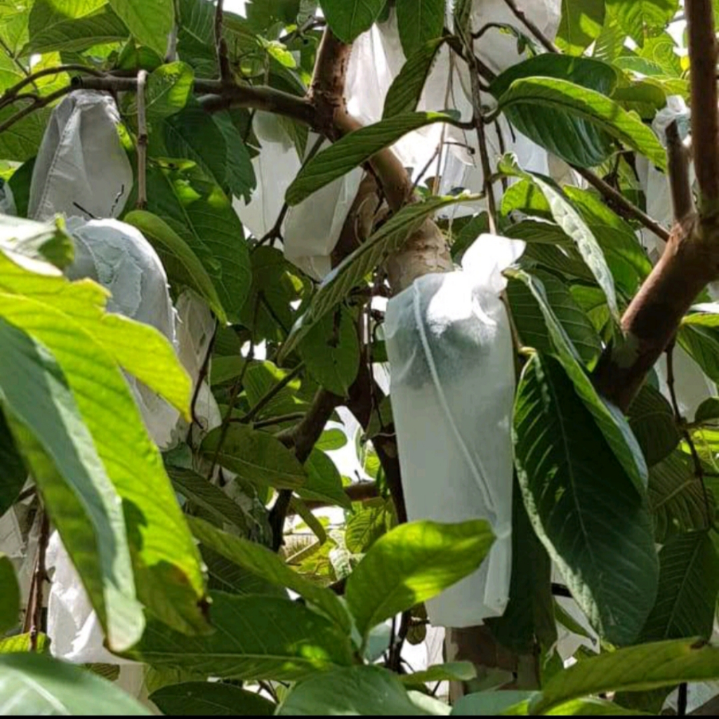 100 saquinhos proteção de fruta 13x20