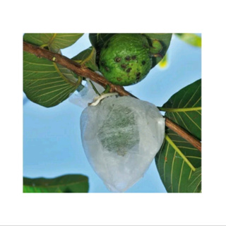 100 saquinhos proteção de fruta 10x15 em Oferta na Shopee