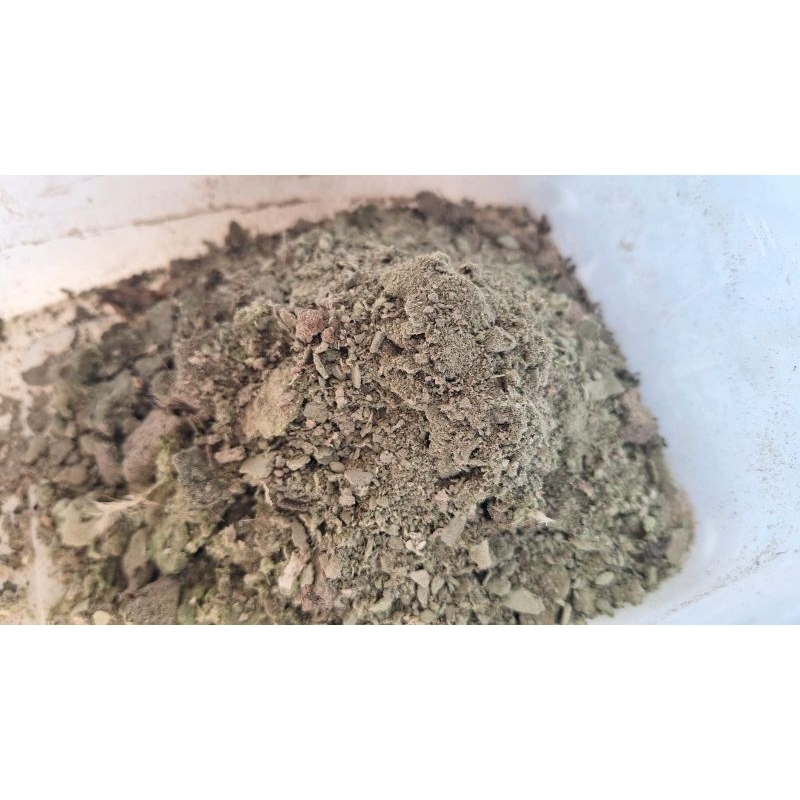 Cisto Daphnia magna Para Eclosão