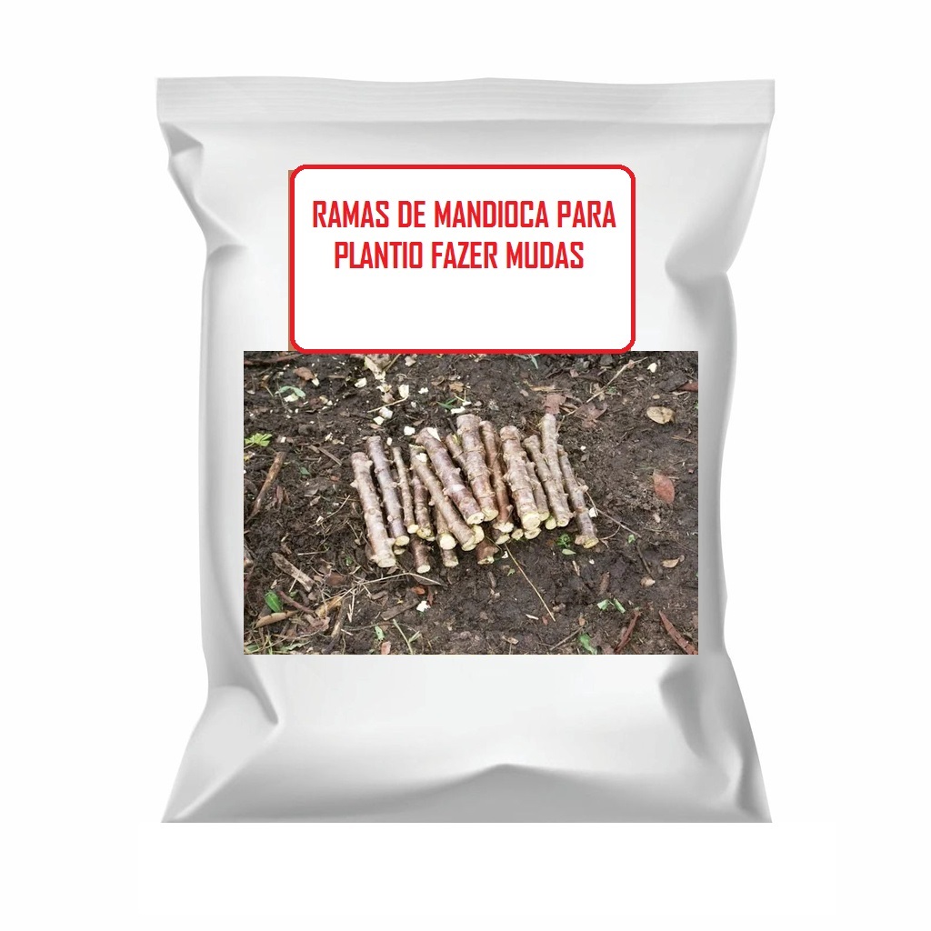 8 ramas de mandioca ( aipim ) para fazer muda - EXCLUSIVA PARA PLANTAR NO VASO