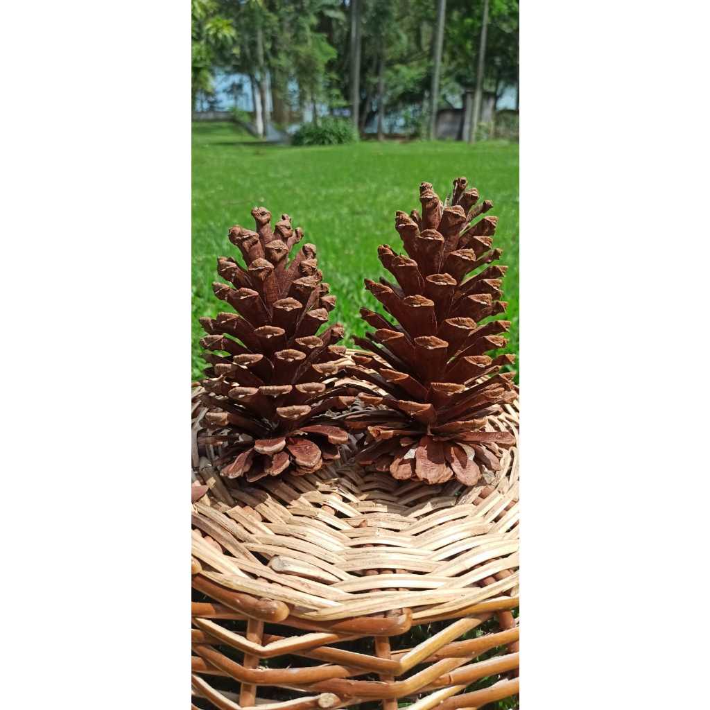 Pinhas Decorativas para Decoração de Natal
