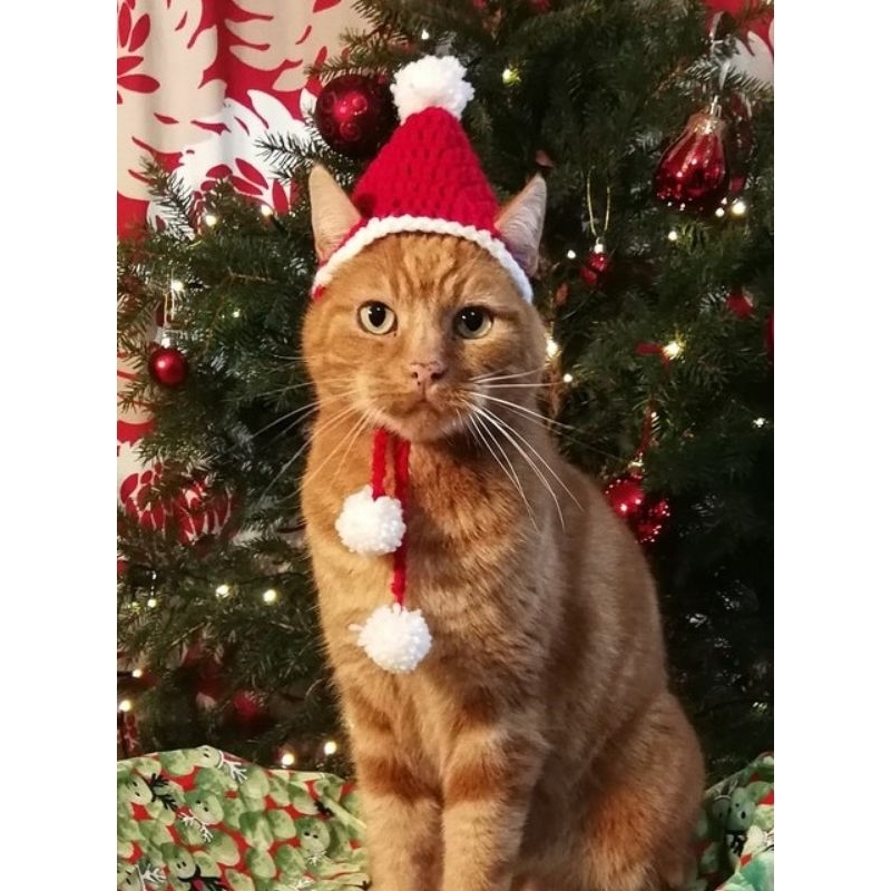 Touca para Cachorro: Onde Comprar | BuscaProdutos