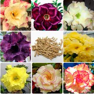 15 Sementes de Rosas do Deserto - Várias Cores - Triplas, Dobradas e Simples