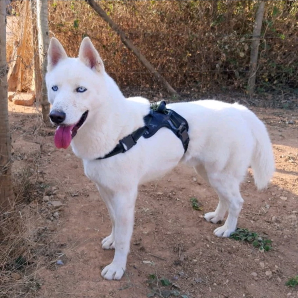 Coleira Peitoral Pit Bull Pet Para Pitbull Cachorro Grande Dog Collars FlyHarness